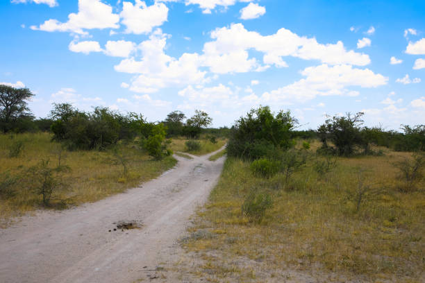 Sandy gravel road crossing the desert in the beautiful Kalahari national park. Tourism and vacations concept. Namibia, Africa. Tourism and vacations concept.