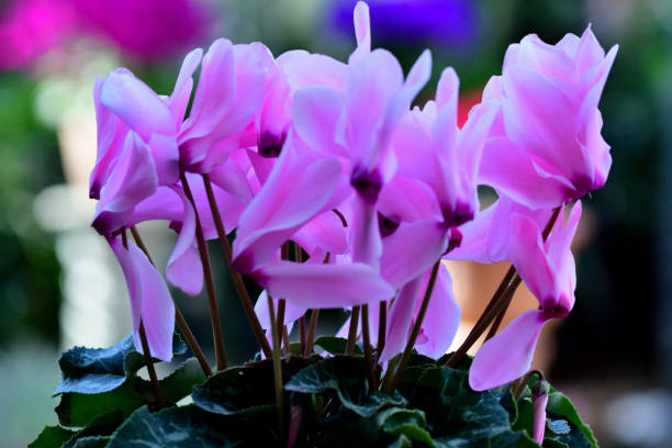 istock Cyclamen: Delicate, Upswept Blooms with Heart-shaped Leaves 2191852273