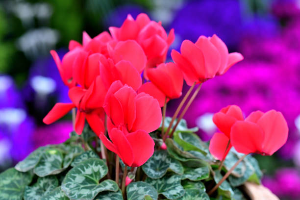 istock Cyclamen: Delicate, Upswept Blooms with Heart-shaped Leaves 2191852283