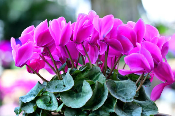 istock Cyclamen: Delicate, Upswept Blooms with Heart-shaped Leaves 2191852284