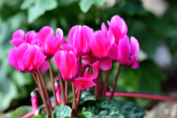 istock Cyclamen: Delicate, Upswept Blooms with Heart-shaped Leaves 2191852361