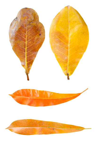 Dry tropical leaves on white background