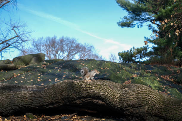Grauhörnchen / Eastern gray squirrel / Sciurus carolinensis