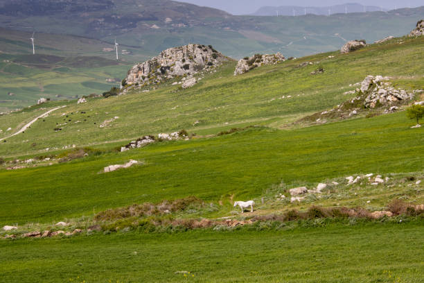 Bright green field with rocks on a hill. White horse on a pasture. Centre of the island, area of Corleone - Prizzi, Sicily, Italy.