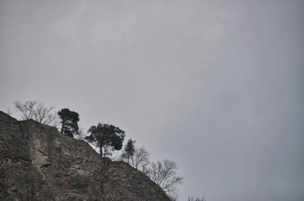 Trees on a high cliff, gloomy day