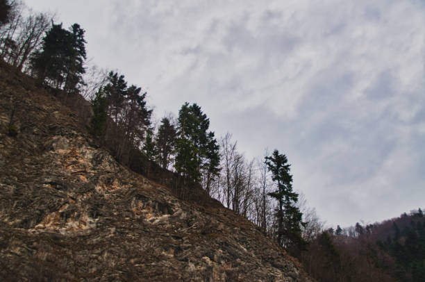 Trees on a high cliff, gloomy day