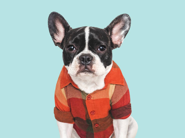 istock Cute puppy and orange T-shirt. Studio shot 2191855649