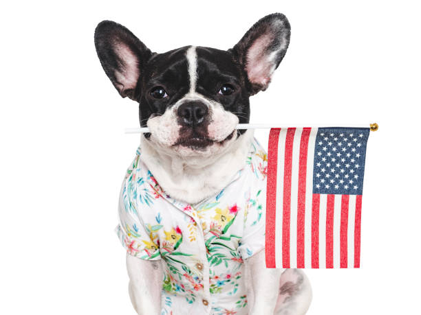 istock Charming puppy and American Flag. Studio shot 2191855692