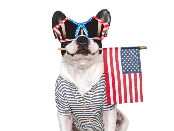 istock Charming puppy, sunglasses and American Flag. Studio shot 2191855695