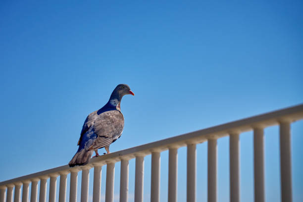 istock Wood pigeon on white railing against blue sky 2191856233