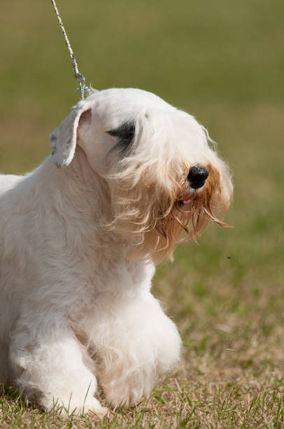 istock Cute Sealyham Terrier close-up portrait 2191856564