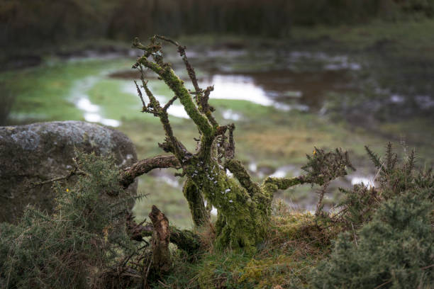 Gorse plant surviving the harsh  Dartmoor winters