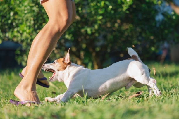 Angry roaring agressive Jack Russell Terrier playing and biting his owner stock photo