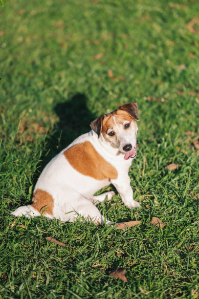 istock cheerful Jack Russell Terrier in a vibrant green yard 2191856611