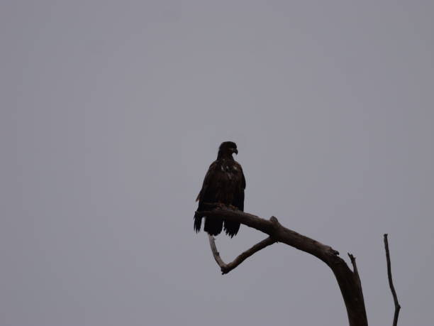 istock American Bald Eagles During Winter Migration in MO 2191856926