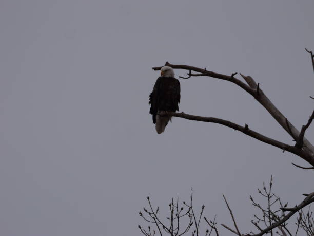 istock American Bald Eagles During Winter Migration in MO 2191856931