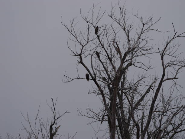 istock American Bald Eagles During Winter Migration in MO 2191856958