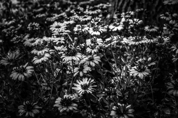 istock Black and white field of flowers 2191856992