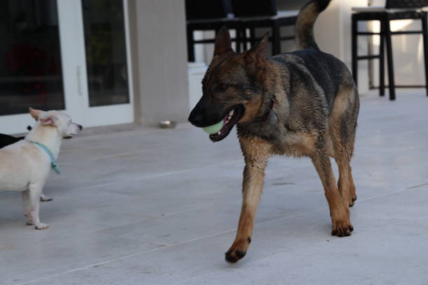 Portrait of Belgian Malinois Dog training