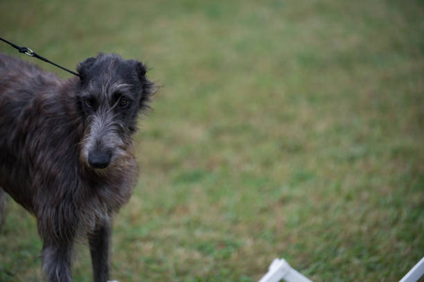 Scottish Deerhound exhibiting at a dog show in New York