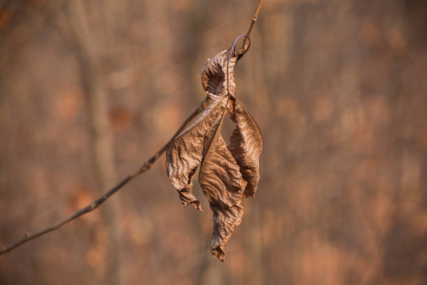 Changing colors of a leaf in winter