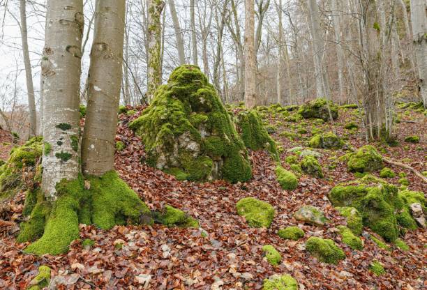 A serene forest scene with moss-covered rocks and trees, showcasing the beauty of nature in autumn.
