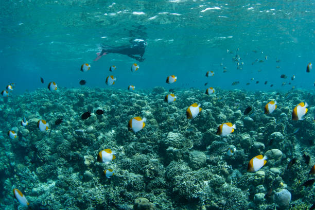 istock Schooling Pyramid Butterflyfish and Snorkeler 2191857980