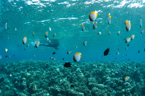 istock Schooling Pyramid Butterflyfish and Snorkeler 2191858061