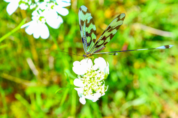 Colorful dragonfly on white flower. Green black dragonfly on white flower on blurred green meadow background,shallow field of depth,Rhodope mountains,Bulgaria