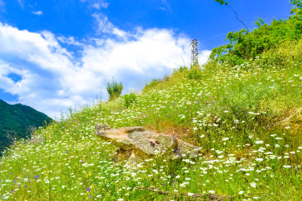 Beautiful wild flowers on glade by Vacha lake in Rhodope mountains on nice spring May day,Bulgaria