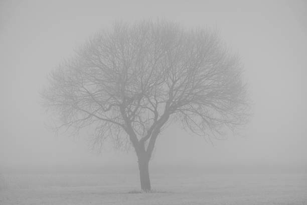 Tree branches filled with late-season leaves appear as soft silhouettes against dense fog. The muted tones and diffused light create a calm, atmospheric scene with layered depth. The overall mood is quiet, contemplative, and serene.