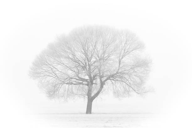A Solitary Tree Standing Alone in a Beautiful Winter Landscape, Embraced by Natures Tranquility