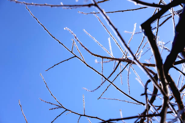 branches covered with a layer of ice, icicles