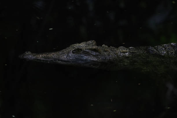 istock Close up salt crocodile is show head in river 2191860527