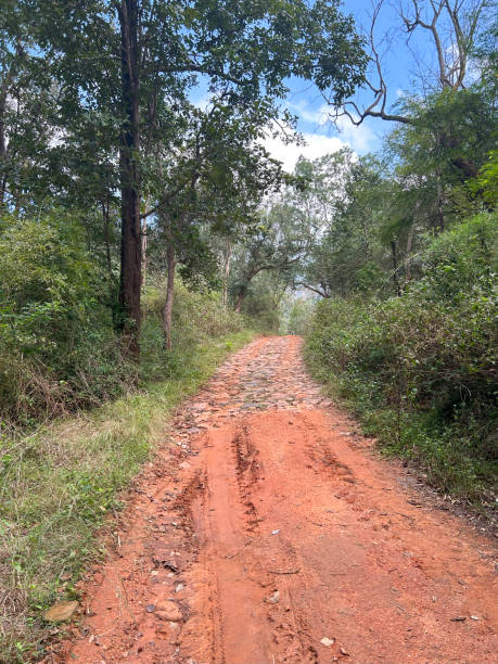 istock Forest road in eastern ghats - India 2191860705