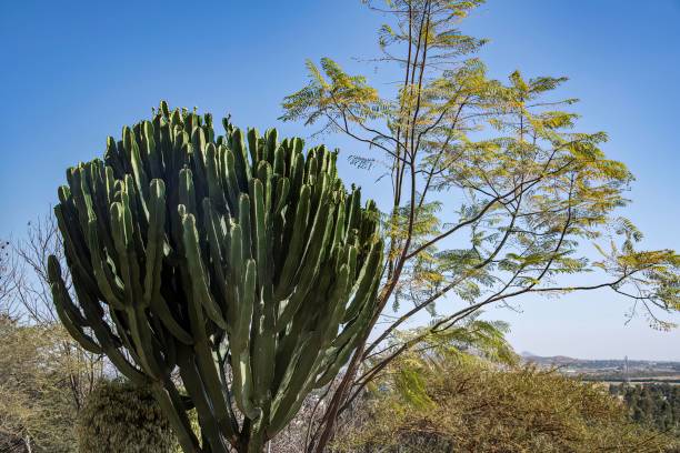 istock tropical cactus and tree in Africa 2191861625