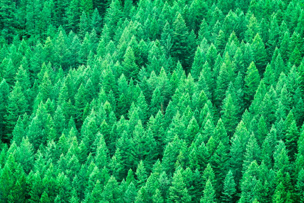 istock Lush Green Pine Forest of Trees Mountainside Wilderness Environment 2191861954