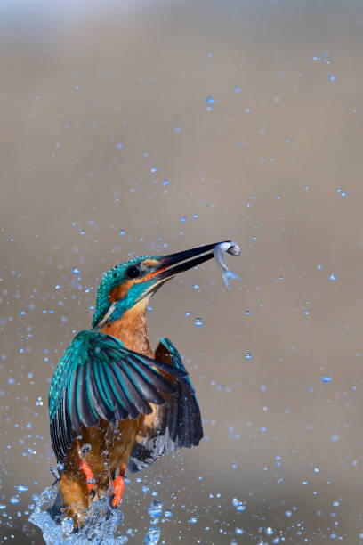kingfischer fishing