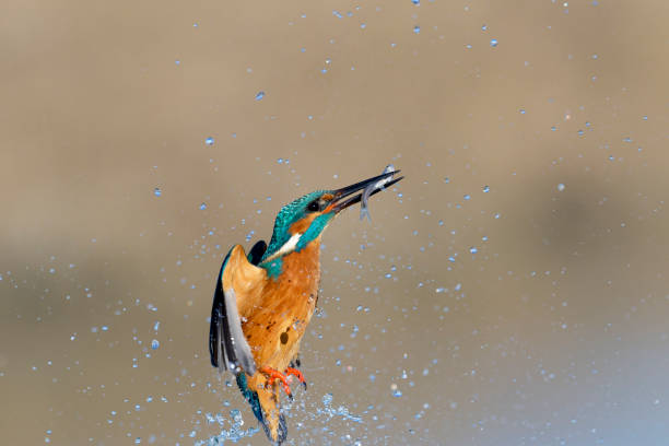 istock kingfischer fishing 2191863291