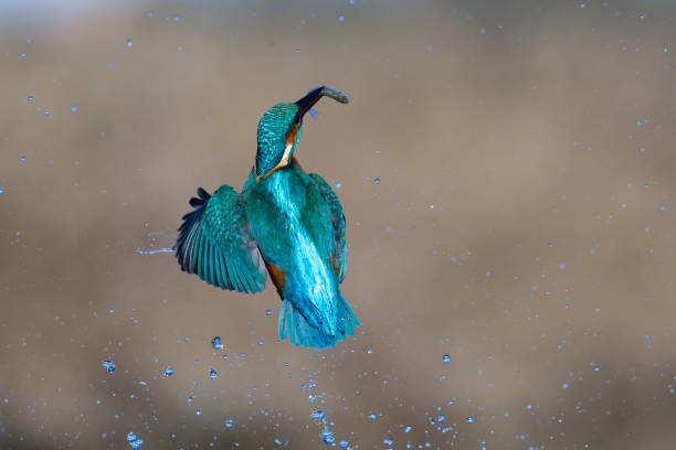 istock kingfischer fishing 2191863404