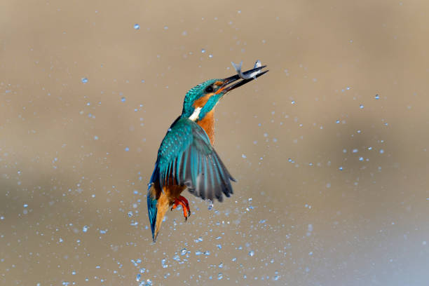 istock kingfischer fishing 2191863444