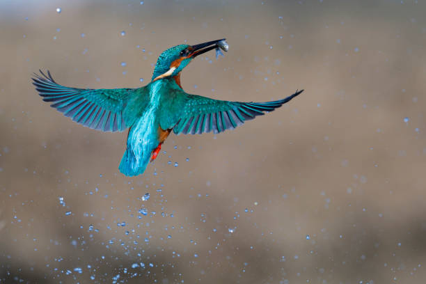 istock kingfischer fishing 2191863461