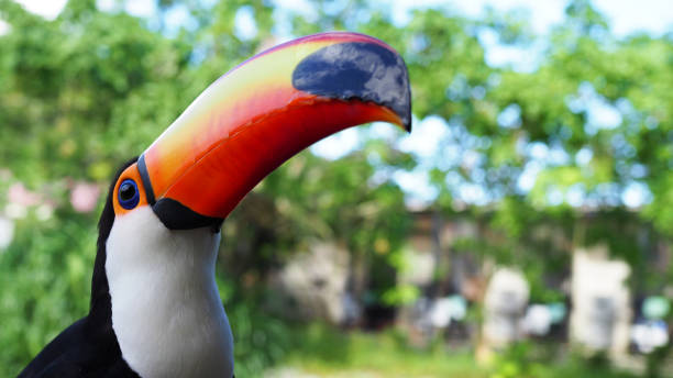 istock Colorful and beautiful toucan close-up 2191863783