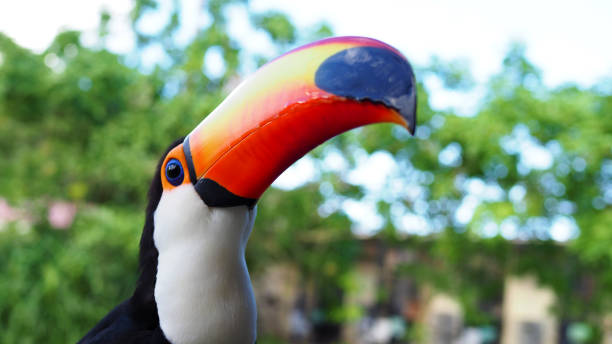 istock Colorful and beautiful toucan close-up 2191863798