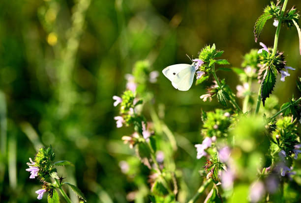 A delicate small white butterfly (Pieris rapae) perched on vibrant wildflowers in a natural meadow setting. The image captures the soft white wings with distinctive black markings, surrounded by lush greenery and blooming purple-pink flowers. The photograph highlights the butterfly's role in pollination and the beauty of its natural habitat.