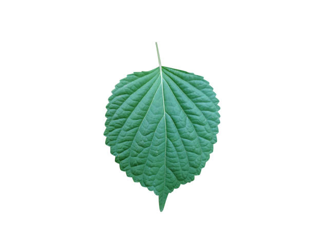 Perilla or Peria frutescens plant leaves isolated on white background