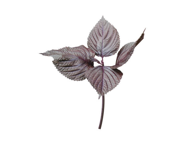 Perilla or Peria frutescens red plant isolated on white background