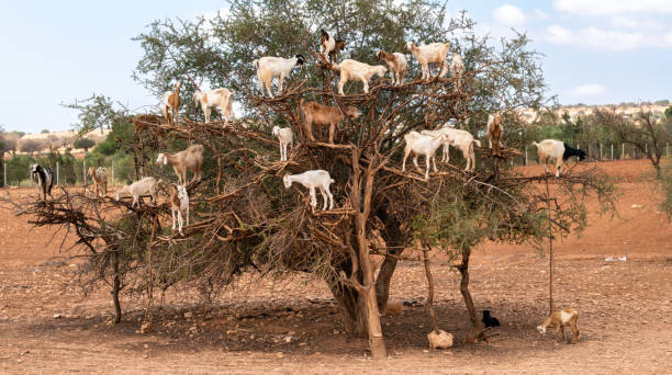 istock Goats on Argan trees in Morocco. Africa 2191865166