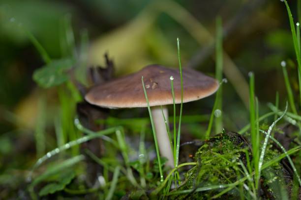 Close-up of a wild mushroom growing in a lush green forest, surrounded by grass and moss, capturing the essence of nature.
