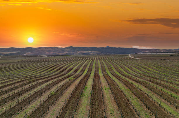 istock Vineyards in winter, pruned vines, sunset, colors. 2191866947